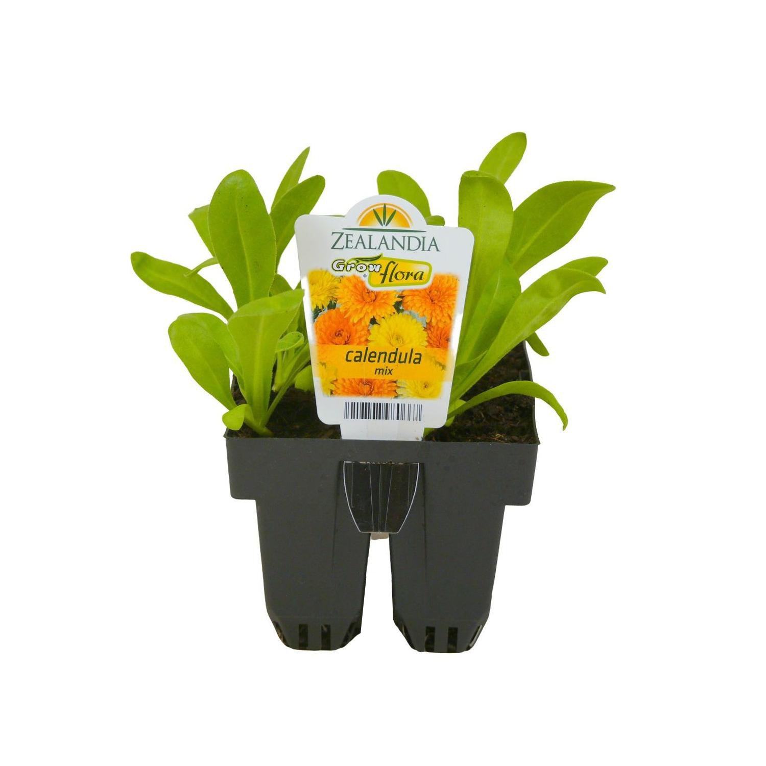 Calendula