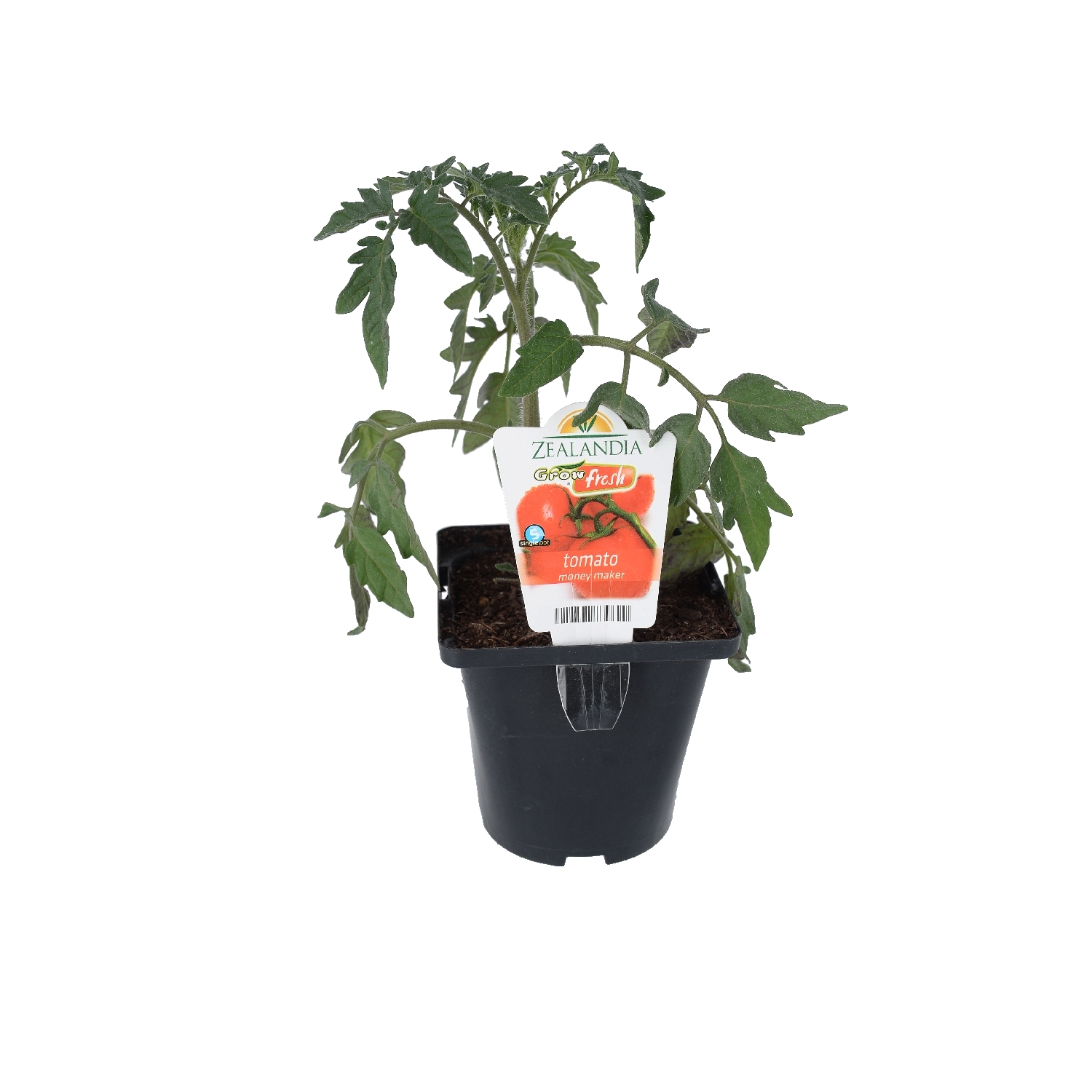 Tomato Money Maker
