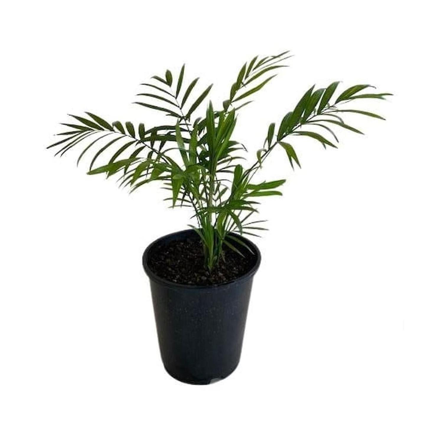 Indoor Parlour Palm