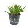 Agapanthus Agapetite 1.5 litre White