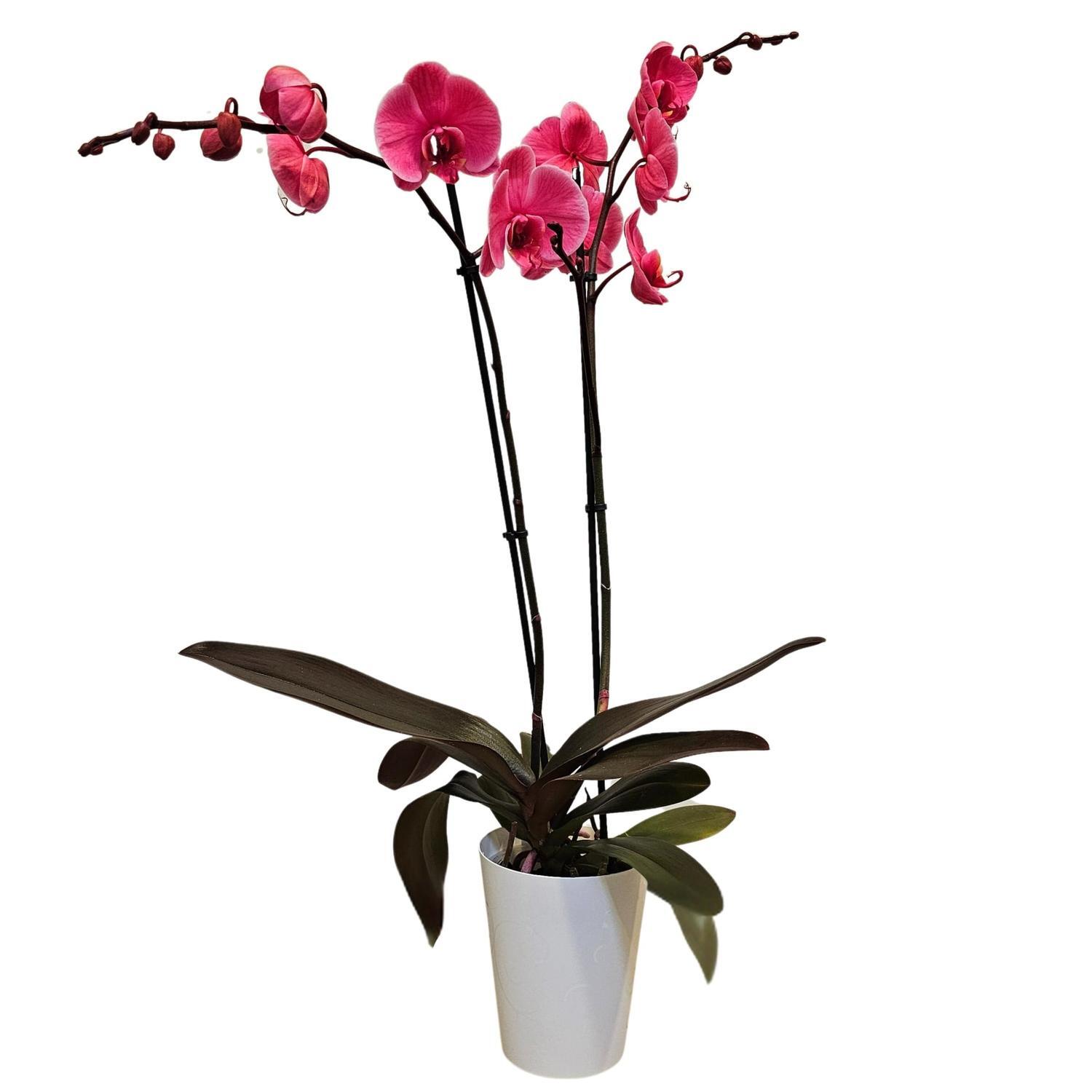 Orchid Phalaenopsis Double Stem Pink 12cm