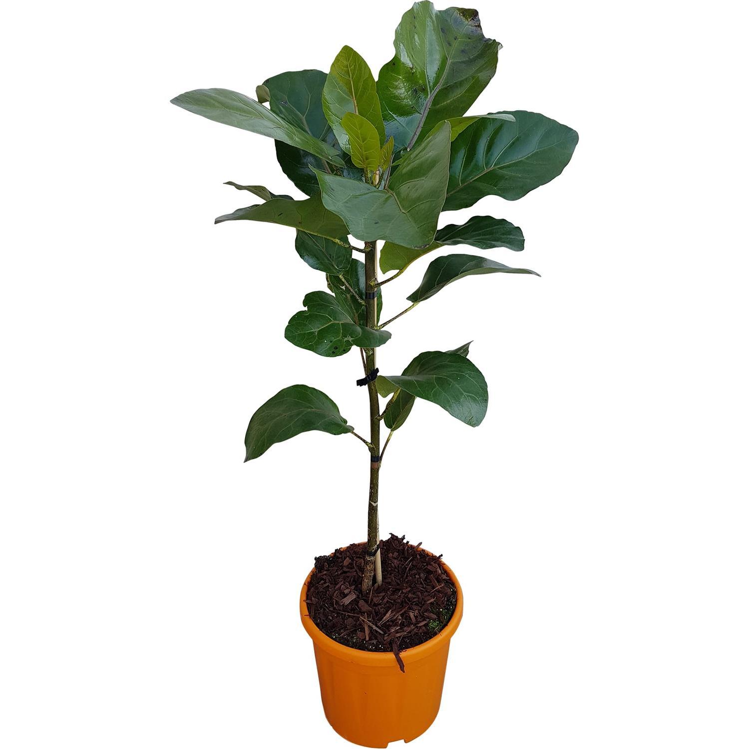 Meryta sinclairii NZ Puka