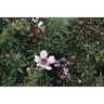 Leptospermum Tui