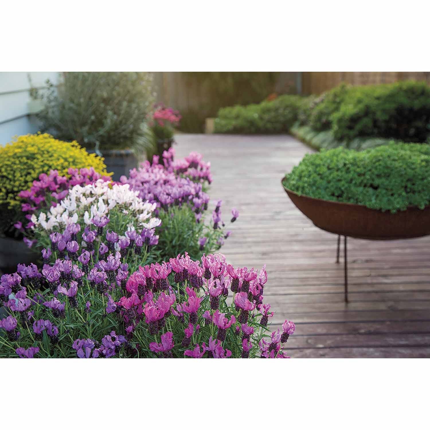 Lavender Spellbound