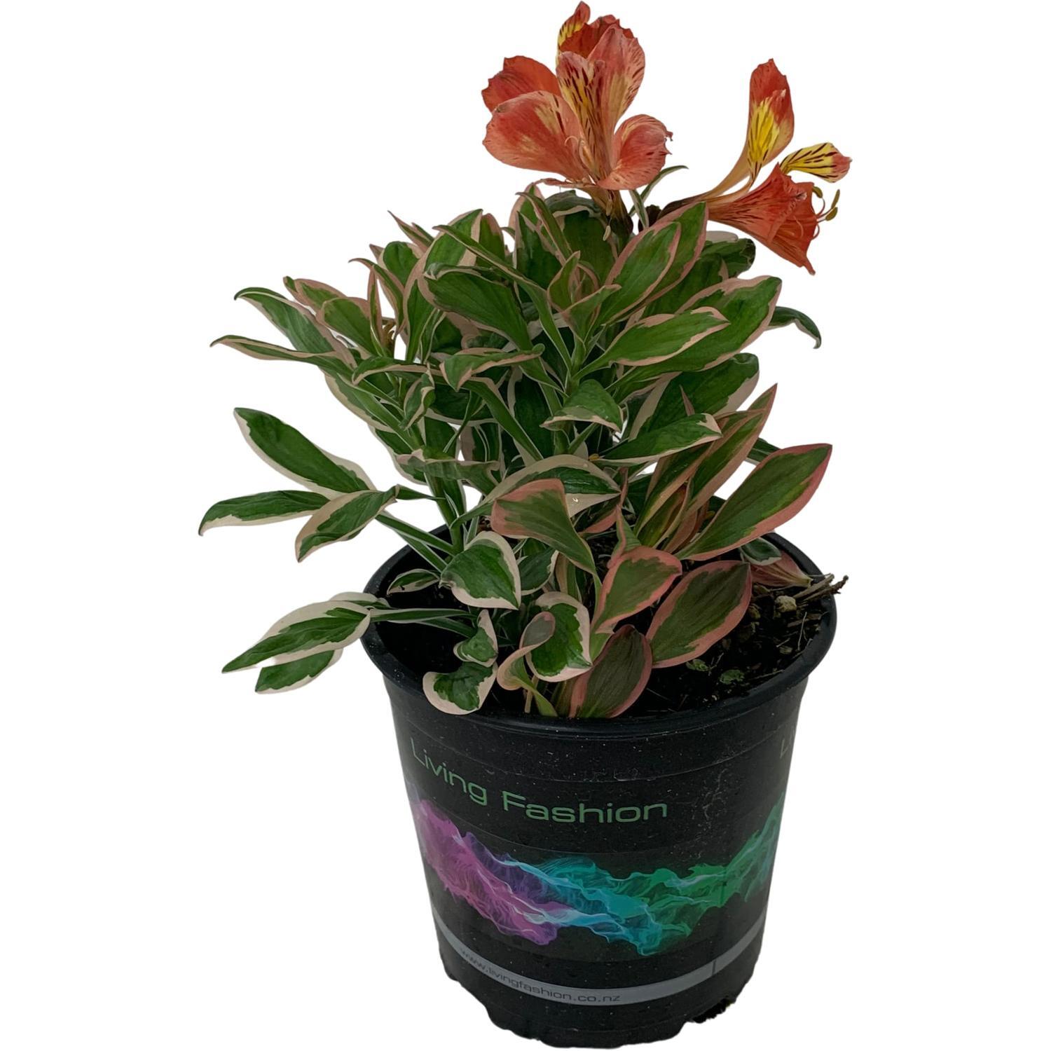 Alstroemeria Inca Mardi Gras