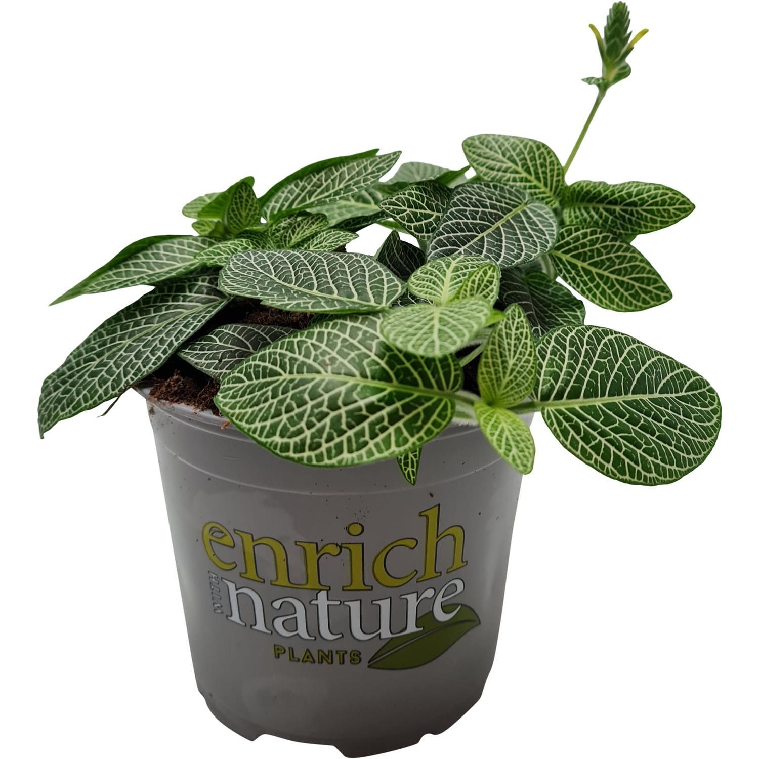 Fittonia Bianca Verda