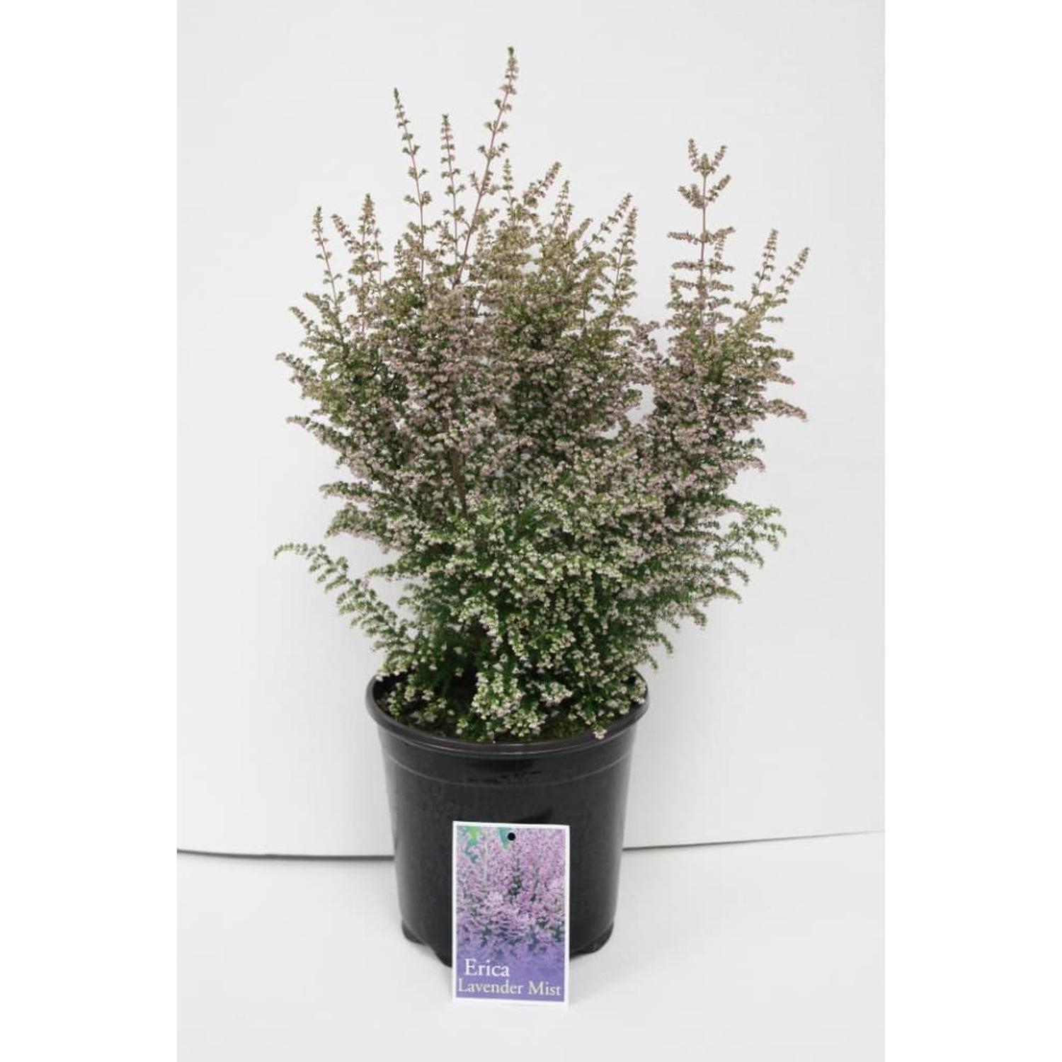 Erica Lavendar Mist