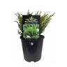Hebe Karo Golden Esk  15cm
