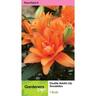 Lily Double Asiatic Scoubidou Pack of 1