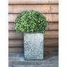Pittosporum Little Kiwi