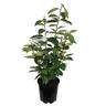 Elaeagnus x ebbingei 3.3 litre