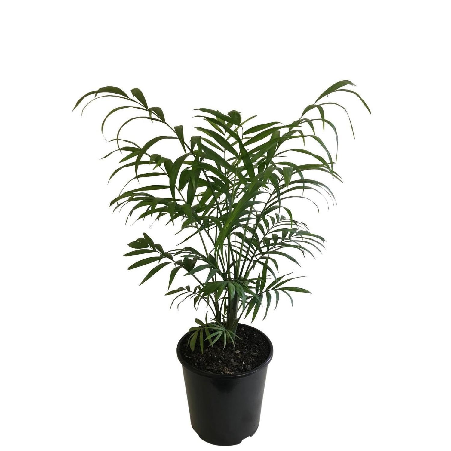 Indoor Parlour Palm