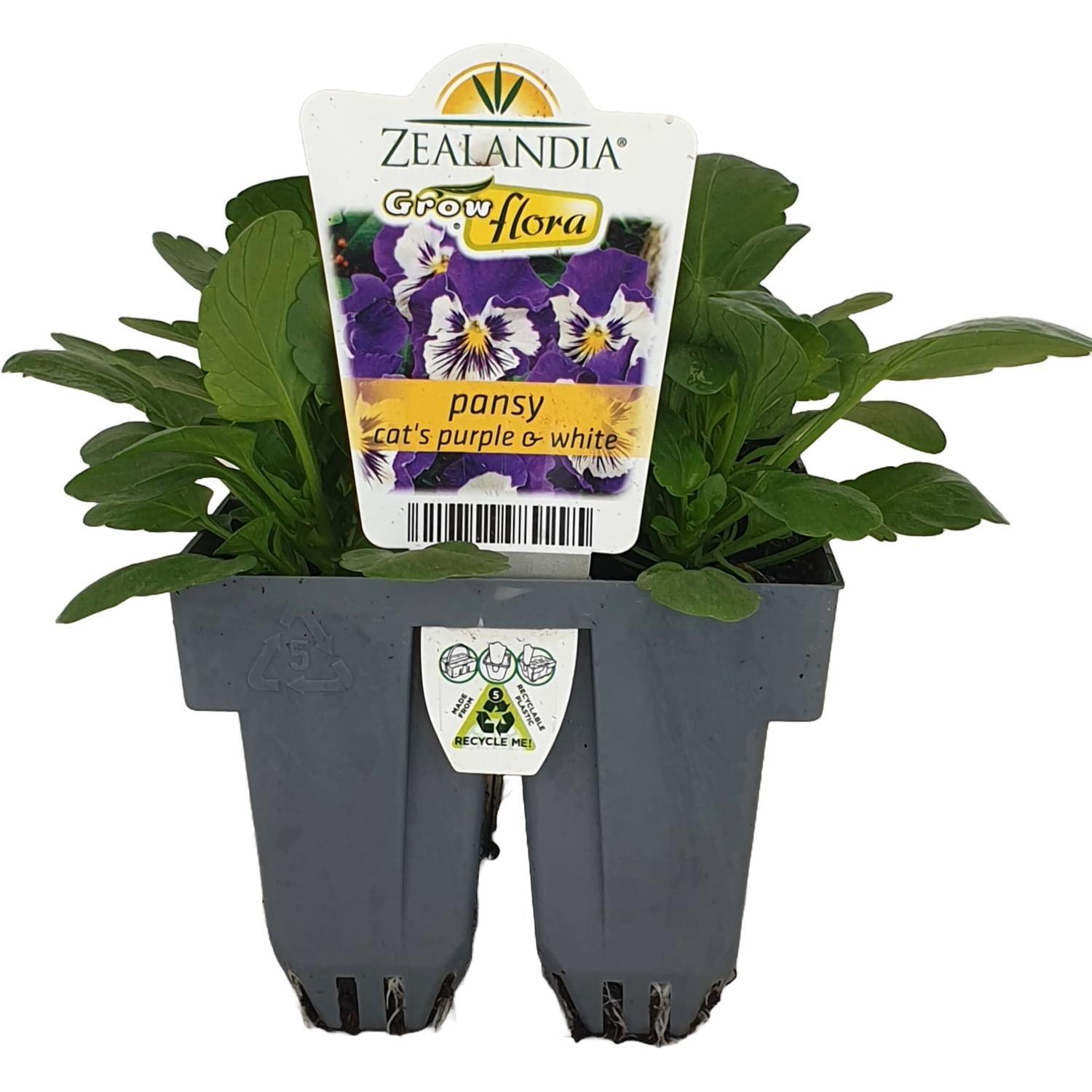Pansy Cats Purple and White punnet