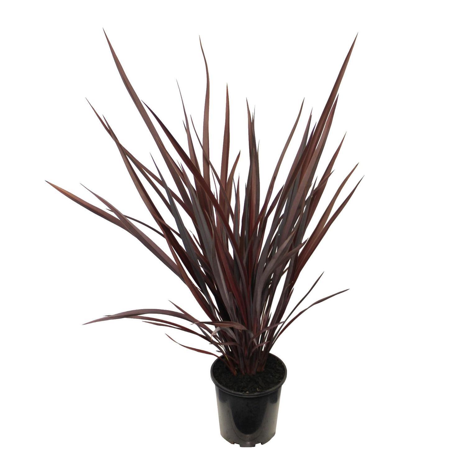 Phormium Dusky Chief