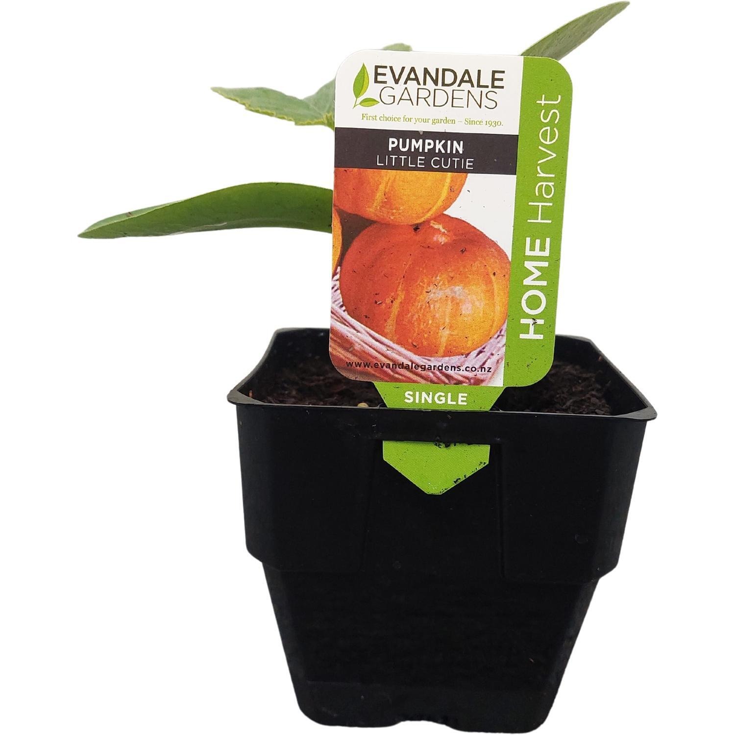 Pumpkin Little Cutie 0.6L
