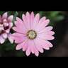Osteospermum Serenity Sunset Magic