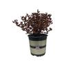 Coprosma Sunset