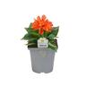 Flowering Colour