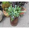 Phlebodium Blue Star