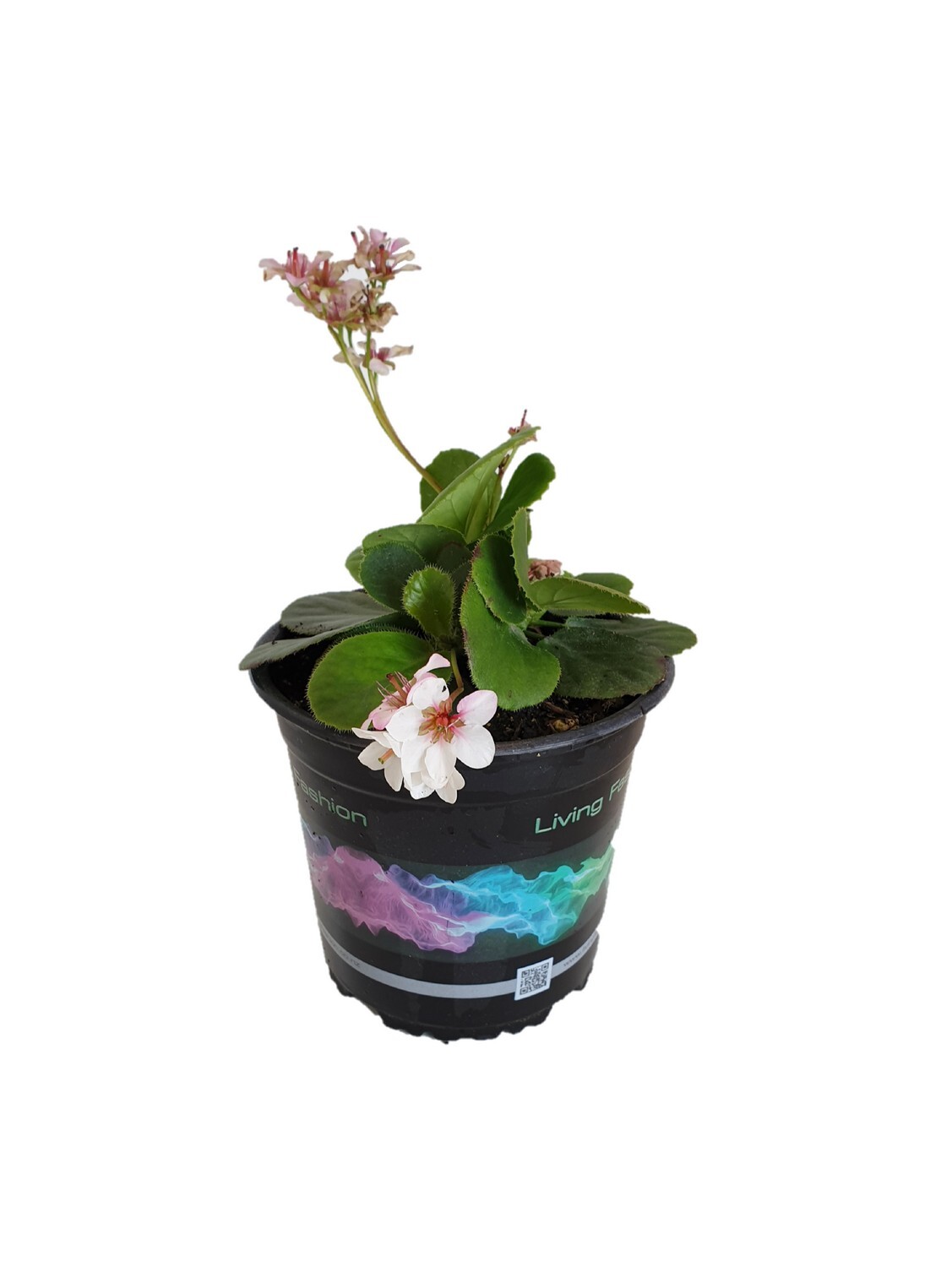Bergenia Marshmallow