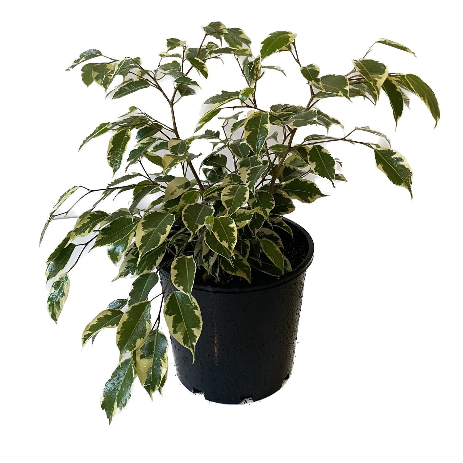 Ficus Samantha 20cm
