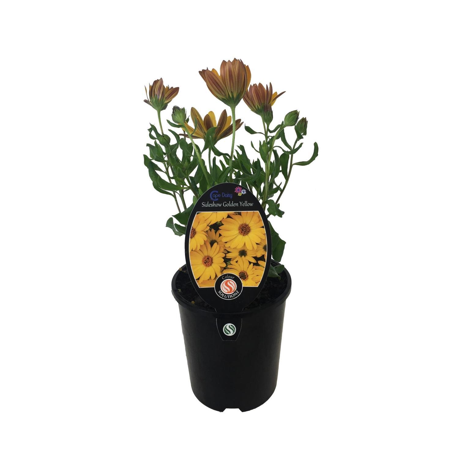 Cape Daisy Sideshow