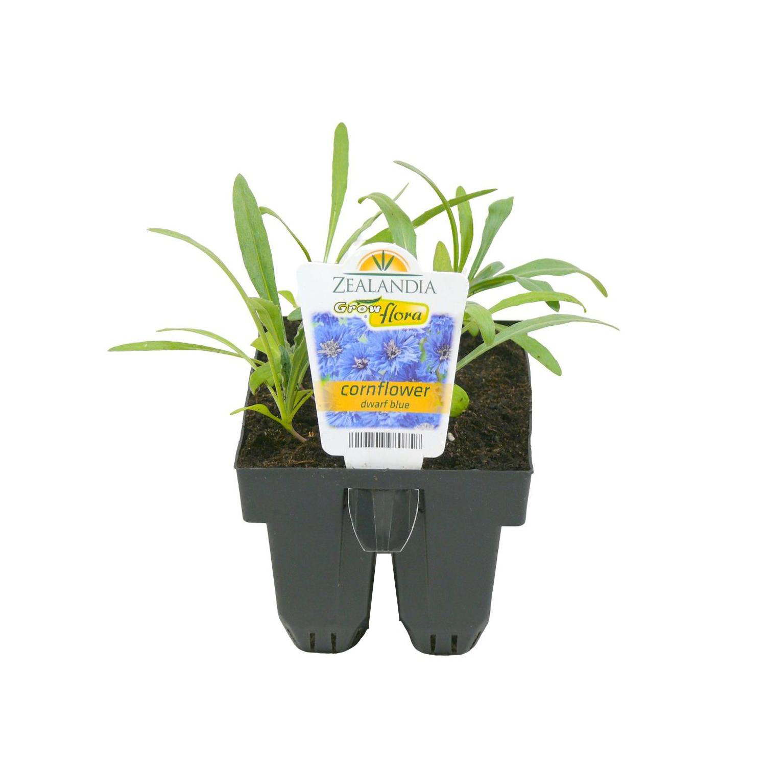 Cornflower Dwarf
