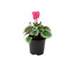 Cyclamen Metalis Heart Series