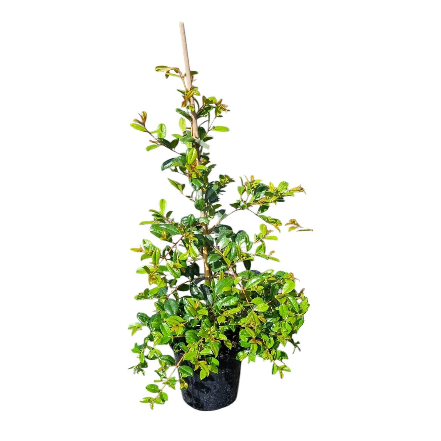 Syzygium Resilience 'Lilly Pilly' 4L