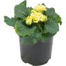 Primrose Sirococco