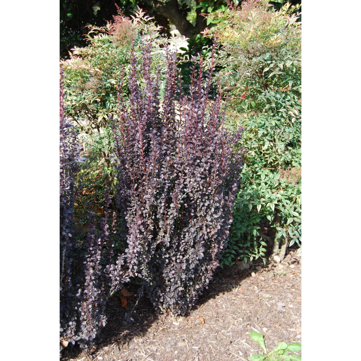 Berberis x Helmond Pillar
