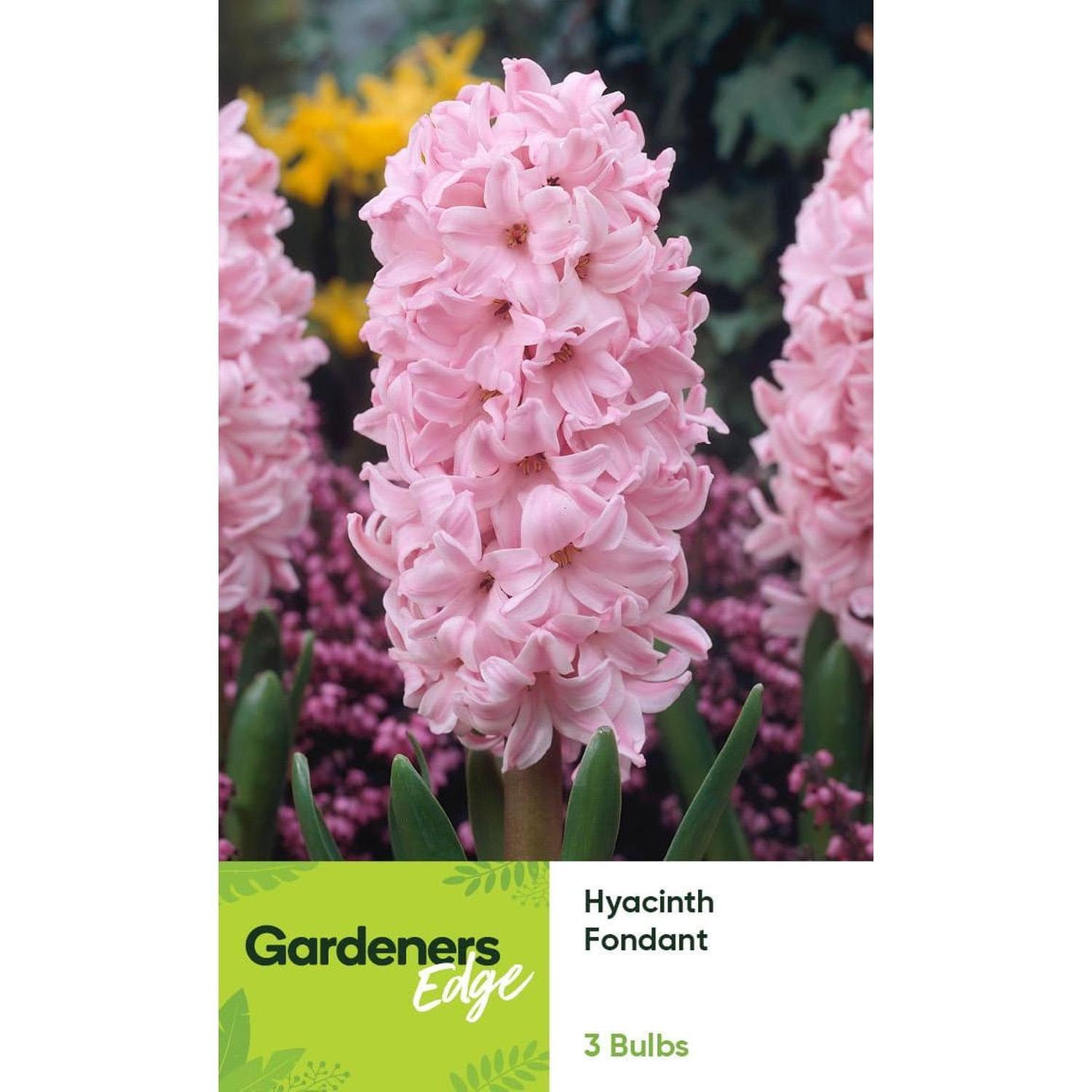 Hyacinth Fondant 3 pack