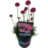Armeria Dreamland