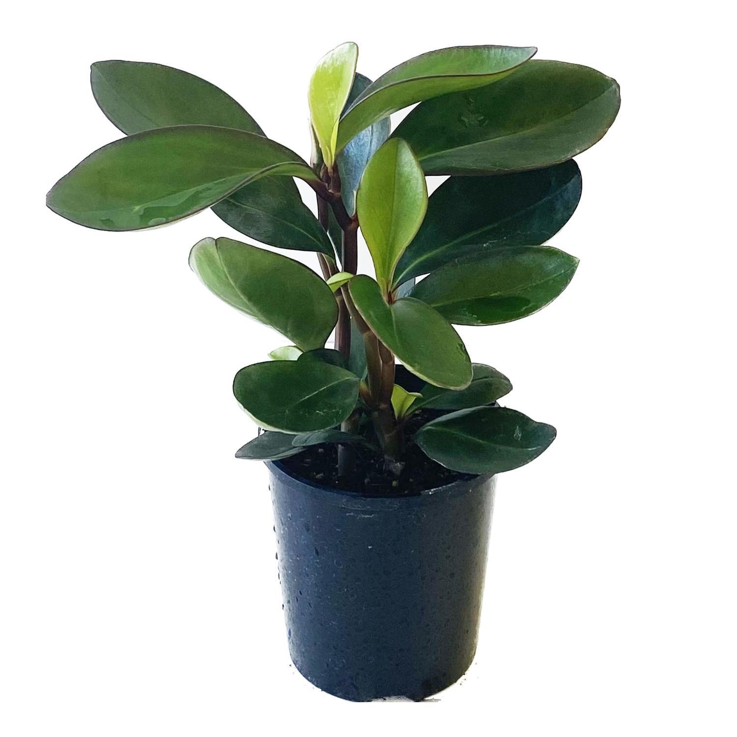 Peperomia Green 12cm