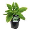 Hosta Fortunei Aureomarginata