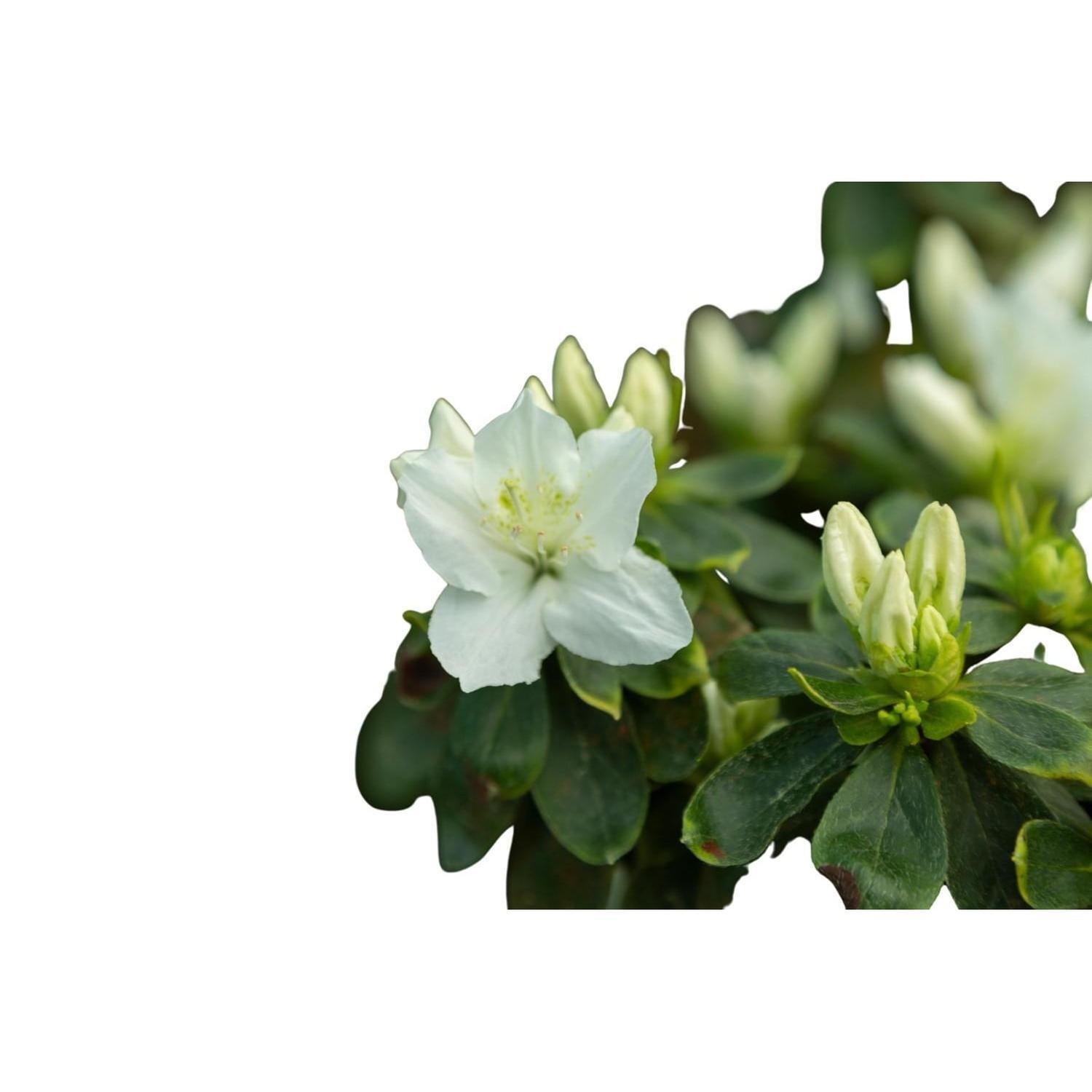 Azalea