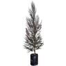 Leptospermum 'Tea Tree' Burgundy Queen 25L