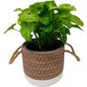 Syngonium Golden Allusion in Ceramic Pot