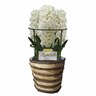 Gift Wrapped Hyacinth