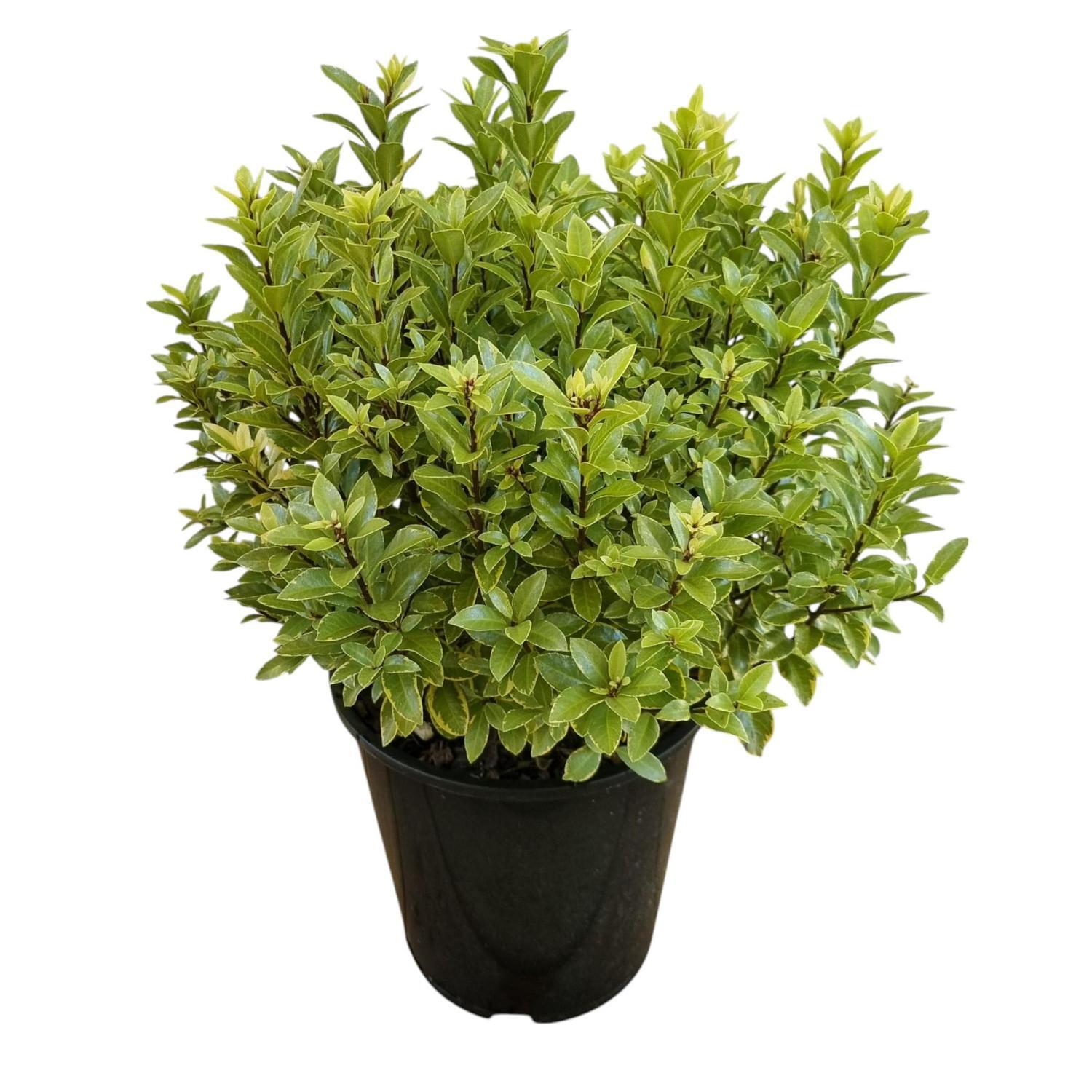 Pittosporum Glo Ball 3.3L