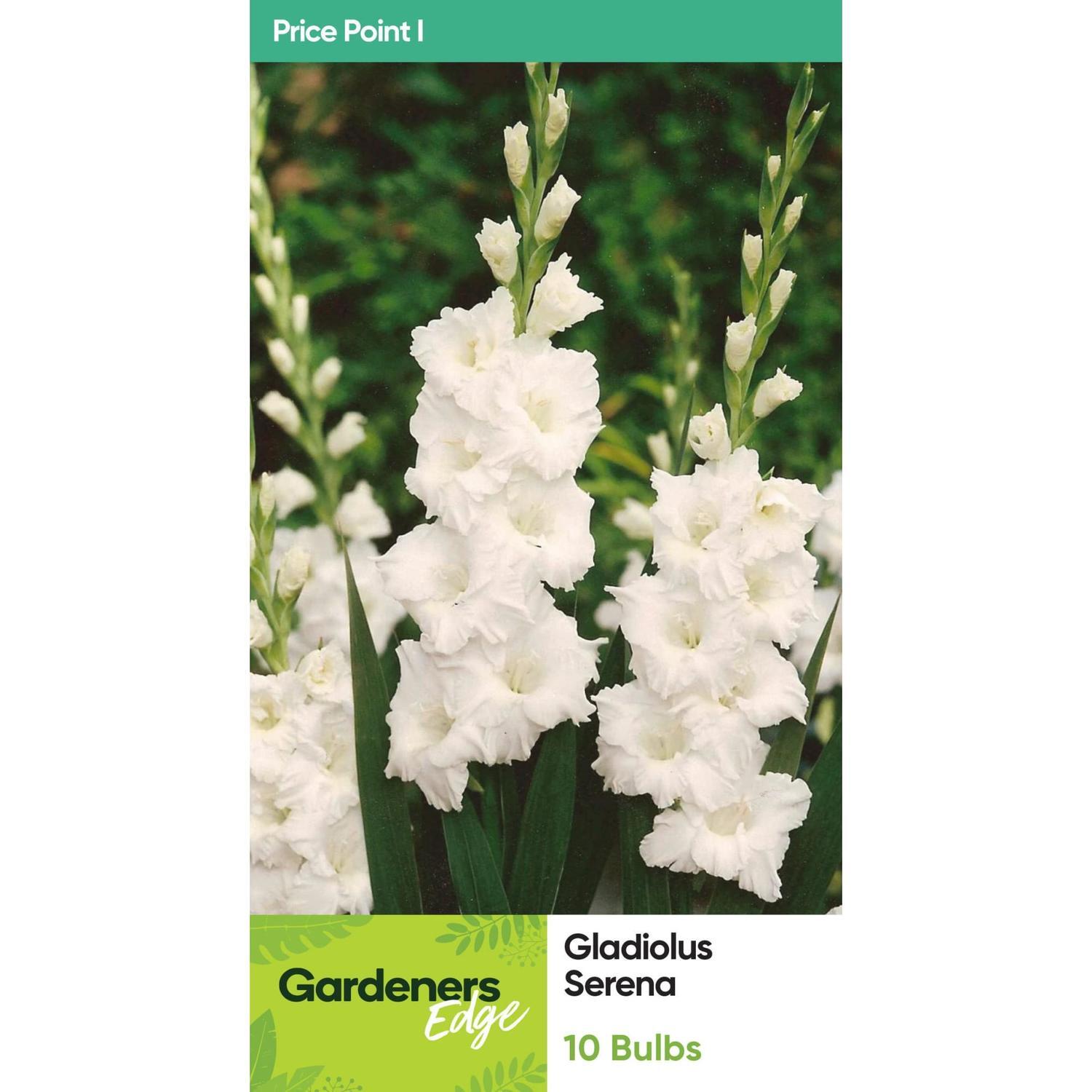 Gladioli Serena 10 Pack