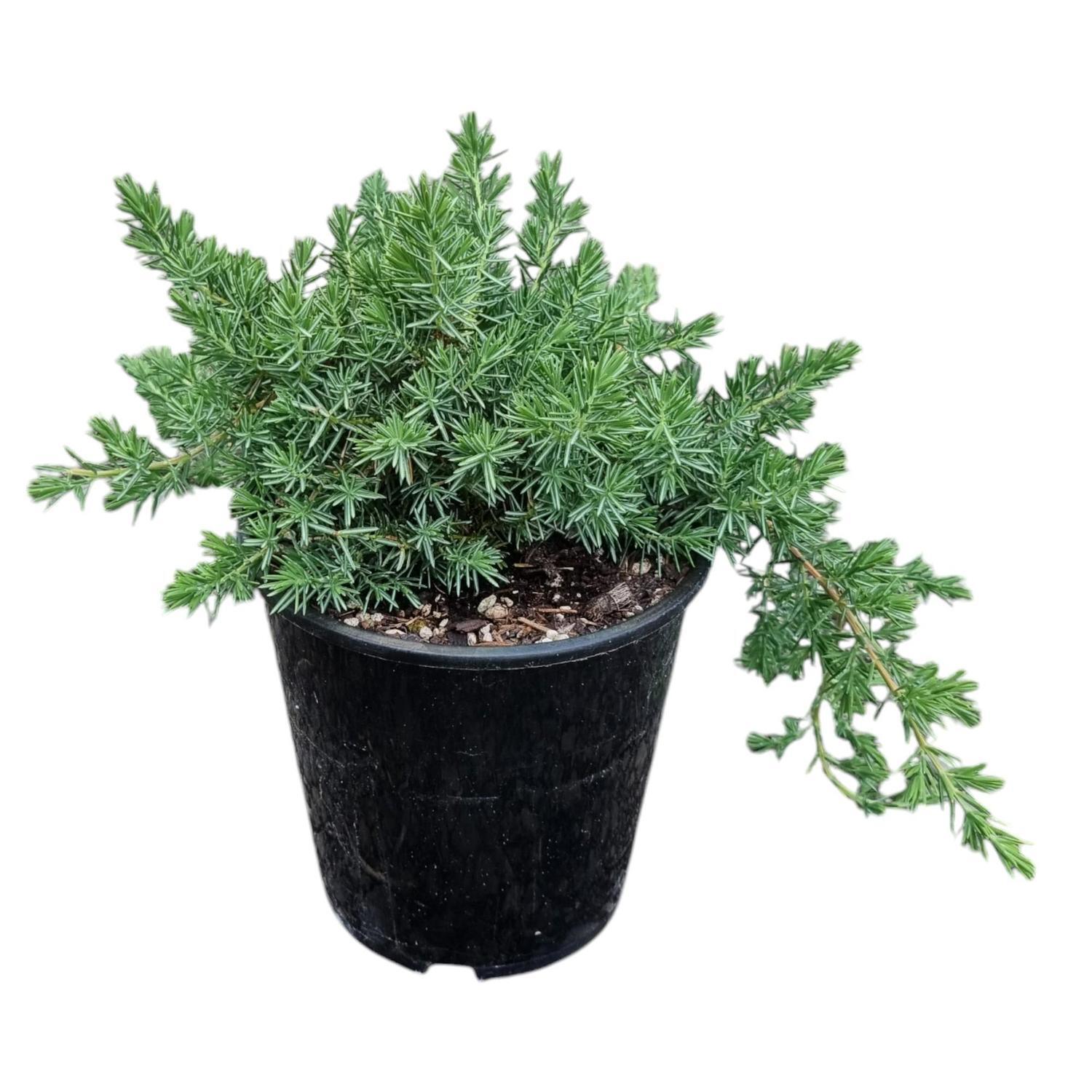 Juniperus Concerta 3.3L
