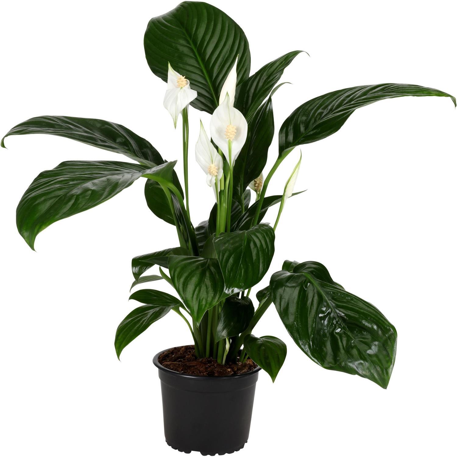 Spathiphyllum 'Peace Lily' Catalina 17cm