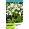 Hymenocallis Festalis 1 Pack