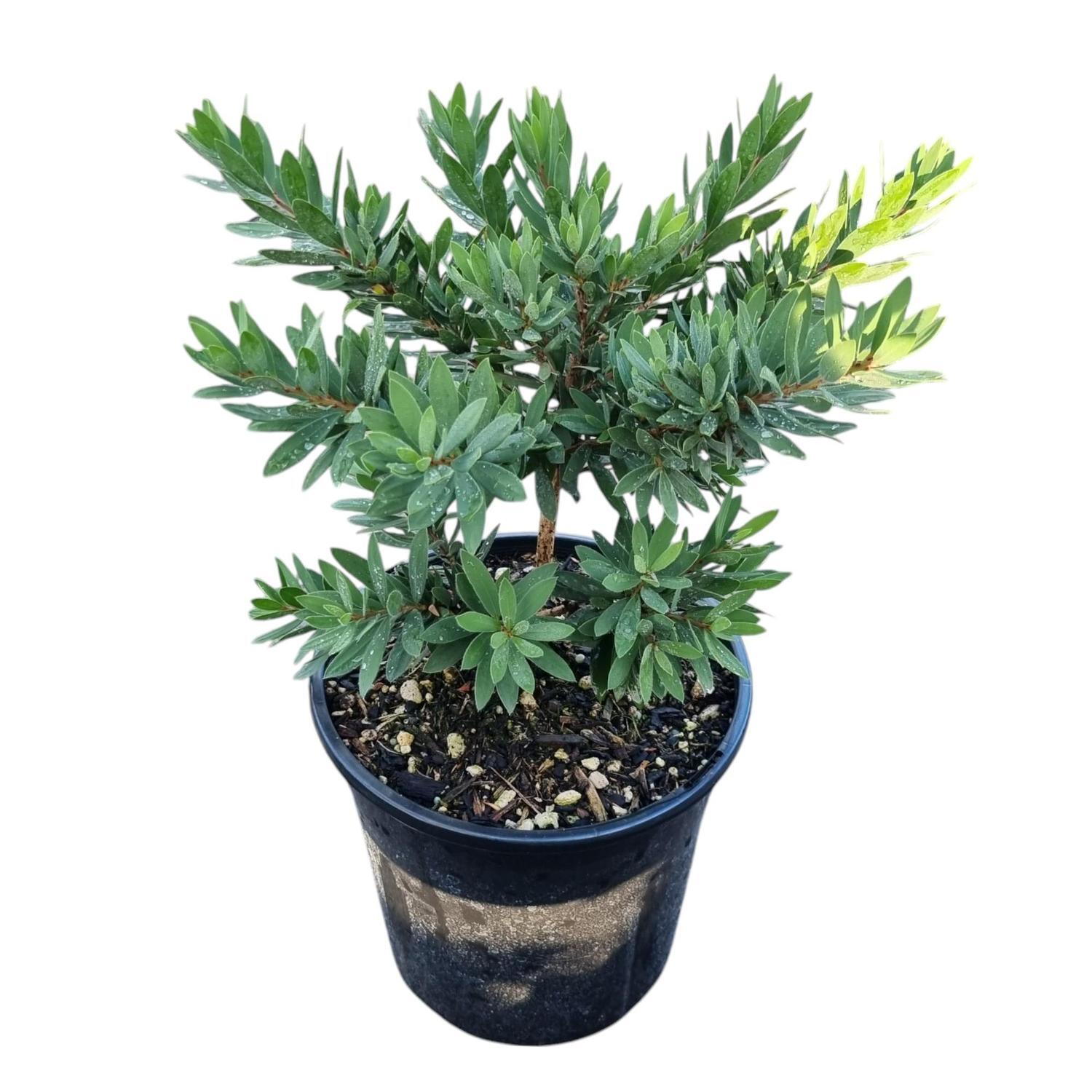 Callistemon Better John 4L