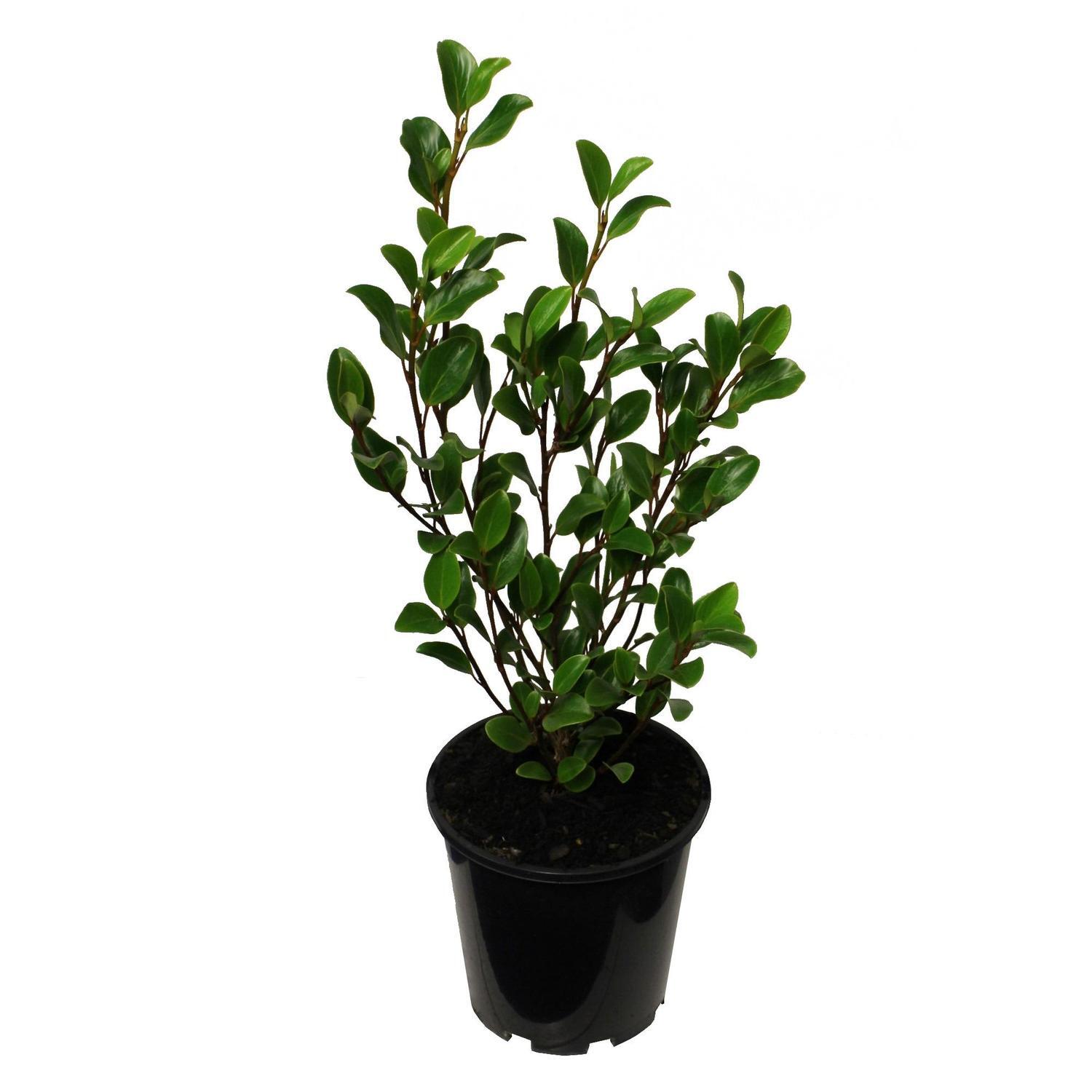Griselinia Canterbury
