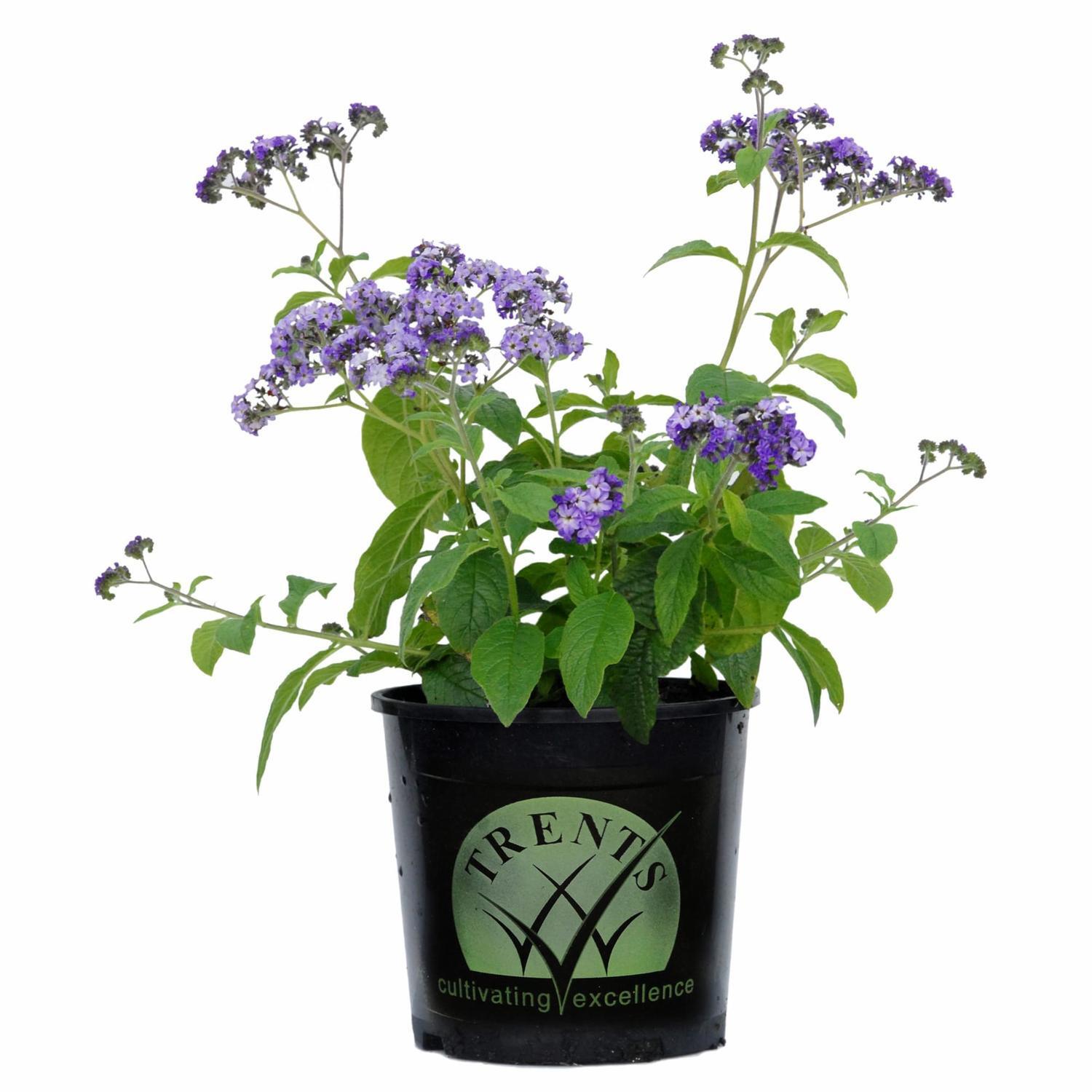 Heliotrope Cherry Pie