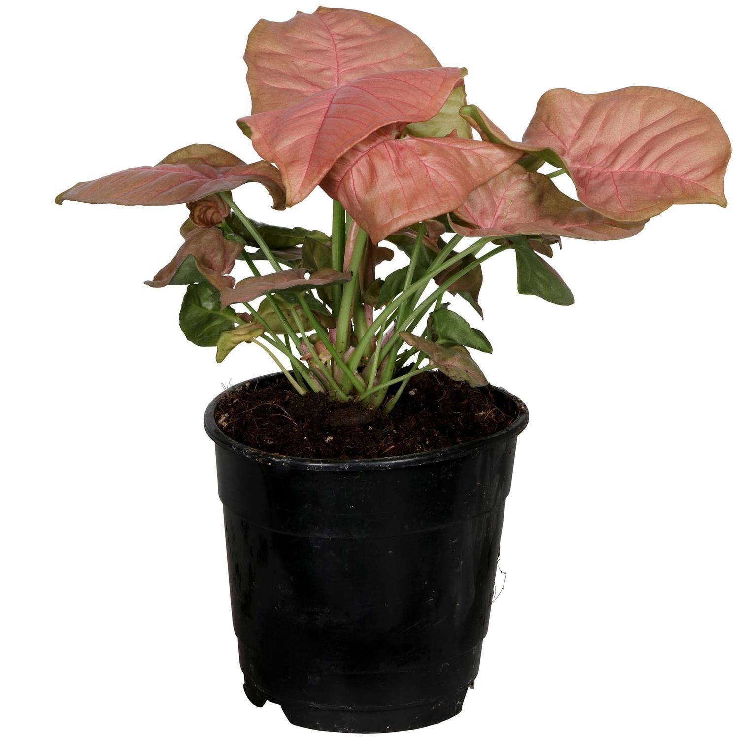 Syngonium Neon