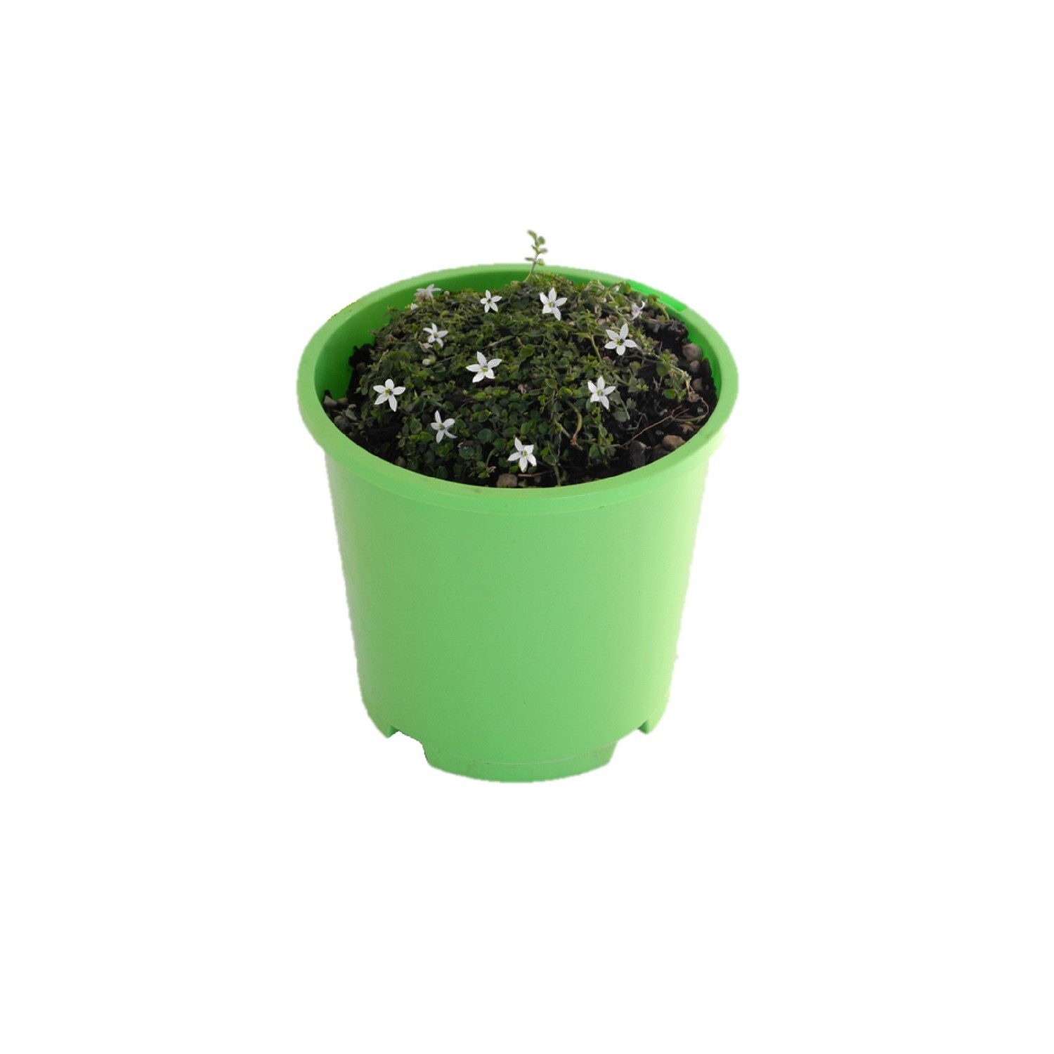 Pratia Glacier White