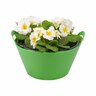 Flowering Primrose Bowls